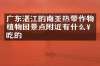 广东湛江的南亚热带作物植物园景点附近有什么好吃的