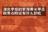 湖北孝感的紫海薰衣草庄园景点附近有什么好吃的