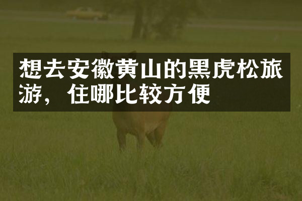 想去安徽黄山的黑虎松旅游，住哪比较方便