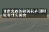 甘肃定西的新美花卉园附近有什么美食