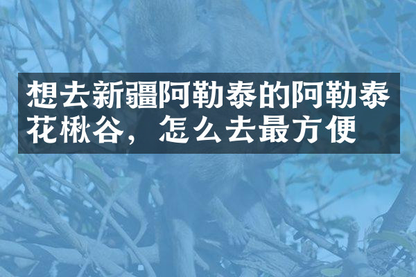 想去新疆阿勒泰的阿勒泰花楸谷，怎么去最方便