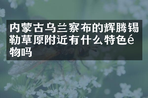 内蒙古乌兰察布的辉腾锡勒草原附近有什么特色食物吗