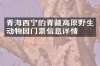 青海西宁的青藏高原野生动物园门票信息详情
