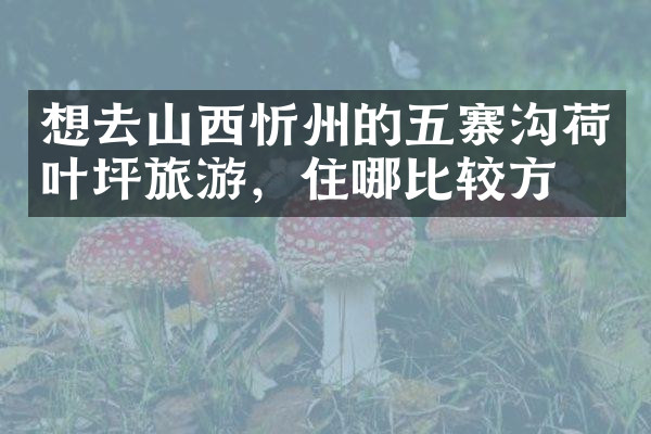 想去山西忻州的五寨沟荷叶坪旅游，住哪比较方便