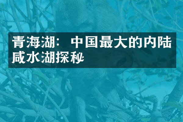 青海湖：中国最大的内陆咸水湖探秘