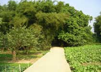 禤洲岛
