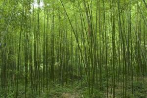 竹林沟