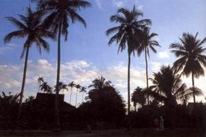 小橄榄坝